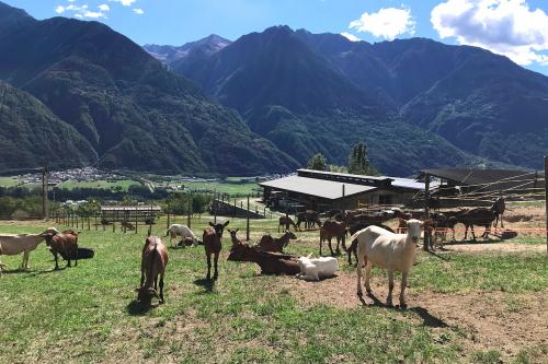 Capre libere al pascolo in Valtellina