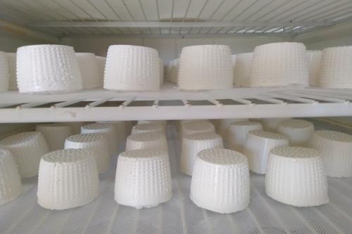 Formaggio di capra fresco e biologico lavorato in Valtellina