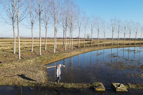 Agricoltore veridica lo stato di avanzamento della coltivazione del riso nelle risaie