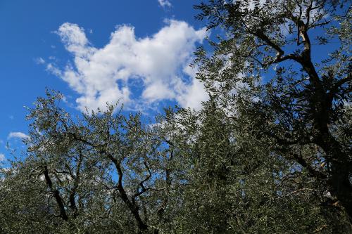 Terrazzamenti di ulivi nei promontori sopra Varenna sul Lago di Como in Lombardia