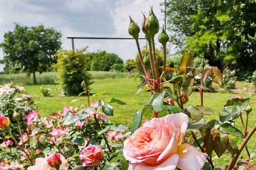 Bellissimo roseto nel giardino di una Flower Farm