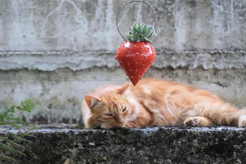 Gatto rosso si riposa osservando una fragola rossa di ceramica in giardino