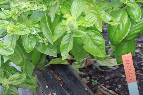 Orto con basilico dove è stato usato un marcatore in ceramica per indicare la tipologia di pianta