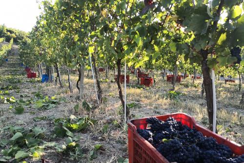 Ceste in plastica piene di uva biologica dopo la vendemmia in Oltrepo' Pavese