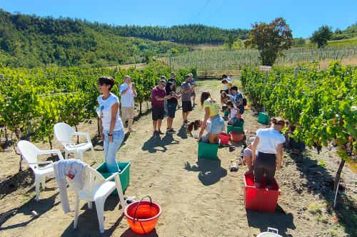Pigiatura dell'uva in cantina biologica in Oltrepo' Pavese in Lombardia