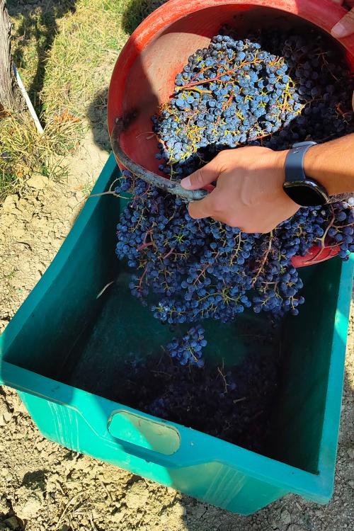 Travasamento della uva biologica da cesta di raccolta al tino per la pigiatura