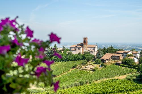 Vista Panoramica sui vigneti biologici di una Cantina del territorio in Oltrepò Pavese