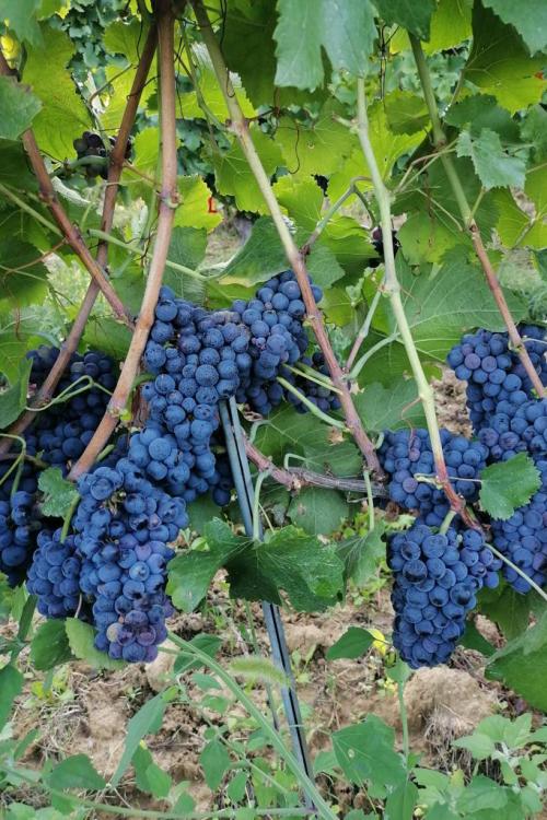 Uva biologica nel vigneto dell'Oltrepò Pavese