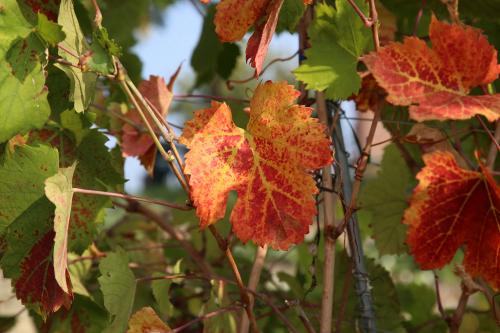 Foglie di un vigneto che si tingono dei colori autunnali
