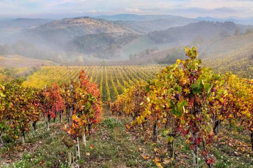Il foliage tra le colline di vigneti dell' Oltrepo Pavese in Lombardia