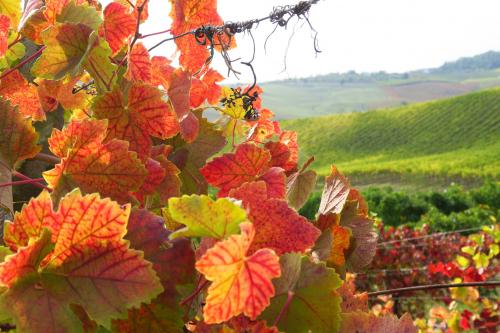 Vigneti in Oltrepo Pavese che si tingono dei colori caldi dell'autunno