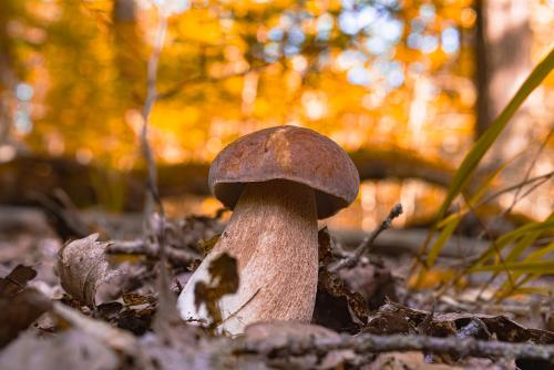 Fungo porcino in un sottobosco di montagna