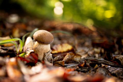 Fungo porcino nel bosco su uno sfondo di foglie secche e luce calda