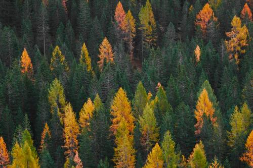 Fotografia vista aerea di alberi di montagna in autunno
