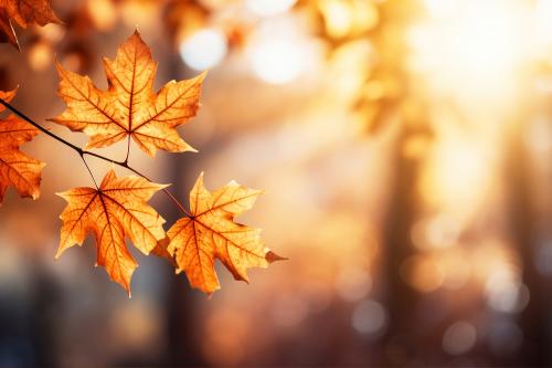 Vista di foglie autunnali secche appese ad un albero e luce soffusa tra gli alberi