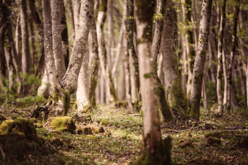 Alberi di una foresta in un percorso di Forest Bathing