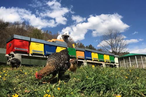 Tanti alveari colorati vicini uno al altro un apicultore e delle galline in primo piano su un prato con fiori gialli