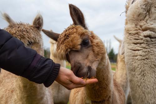 Ragazza in una fattoria che da del cibo dalla sua ad un alpaca