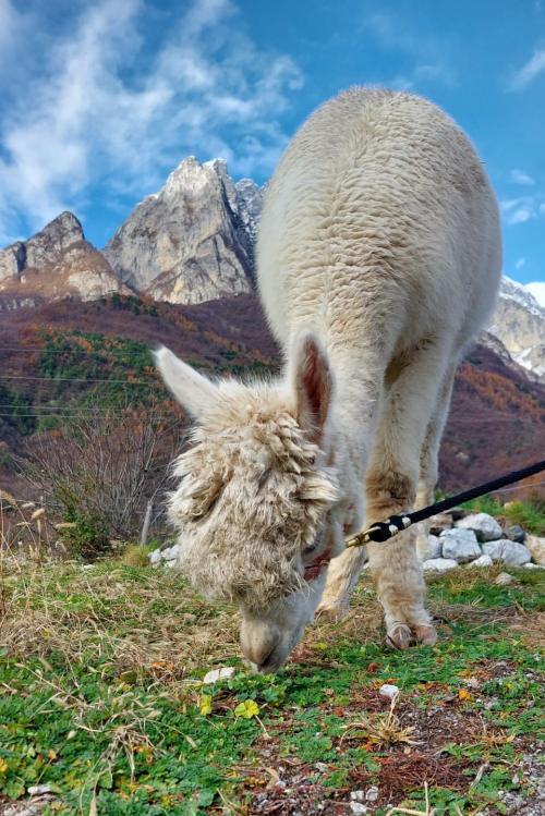 Un alpaca bianco durante una passeggiata tra le montagne