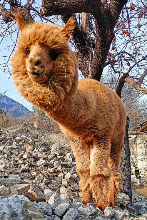 Un alpaca marrone in posa all'interno di una fattoria vicino al Lago di Iseo in Lombardia