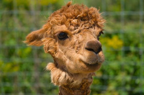 Un alpaca marrone  in primo piano dopo la tosatura e sullo sfondo la natura