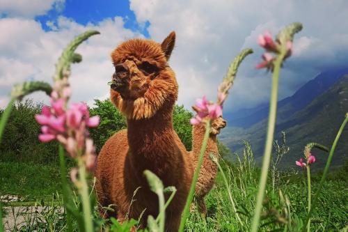 Un alpaca marrone in un campo con erba alta fiori colorati e sullo sfondo le montagne