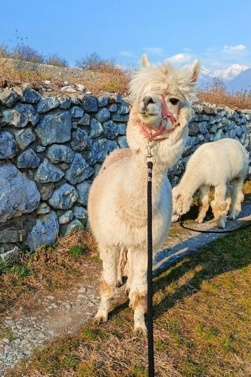 Due alpaca bianchi durante una passeggiata tra vigneti e montagne in Val Camonica in Lombardia