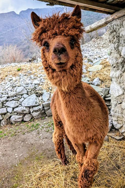 Un alpaca marrone scuro osserva incuriosito chi lo sta osservando in una fattoria in Val Camonica in Lombardia