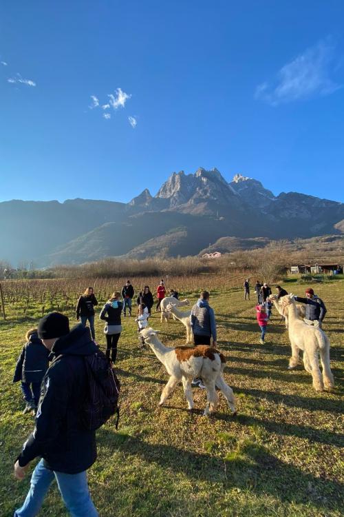Un gruppo di persone a passeggio con gli alpaca tra i vigneti e le montagne
