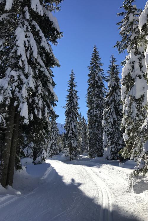 Cielo limpido e una pista da sci di fondo innevata tra gli alberi