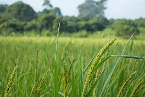 Risaie della Lomellina con spighe in primo piano