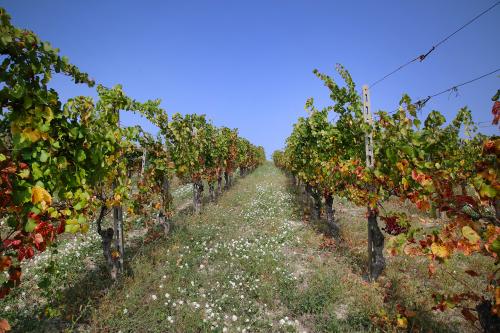 Filare con i colori dell'autunno in Oltrepò Pavese