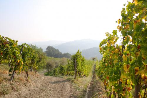 Vigneto in una giornata soleggiata di autunno in Oltrepò Pavese in Lombardia