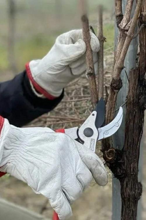 Due mani con guanti e forbici da giardino stanno potando una vite