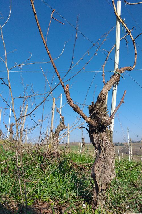 Le viti di un filare all'interno di un vigneto nell'Oltrepò Pavese in Lombardia