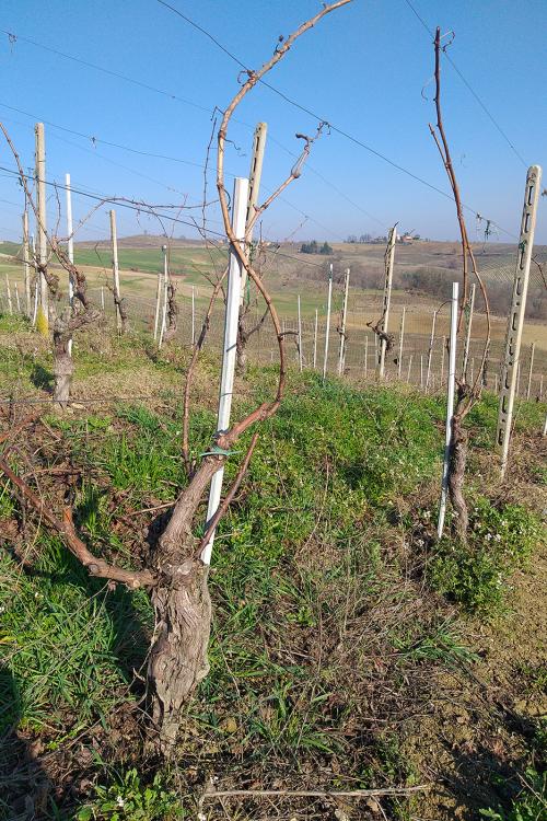Le viti di un vigneto in una giornata di sole in inverno prima della potatura