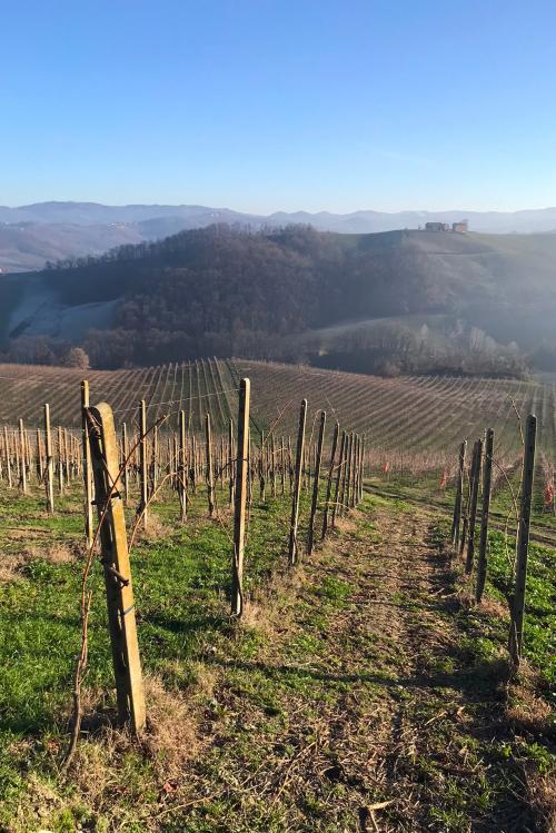 Un vigneto dell'Oltrepò Pavese in una giornata di sole in inverno dopo la potatura