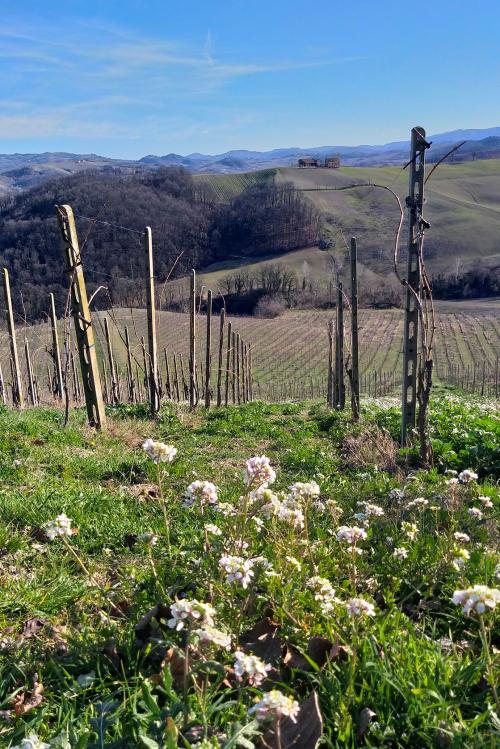 Vigneto dell'Oltrepò Pavese in una giornata di sole dopo la potatura