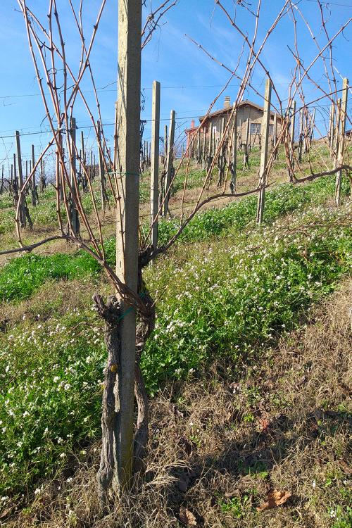 Vigneto in Lombardia durante una giornata di sole d'inverno, sullo sfondo una casa in mattoni