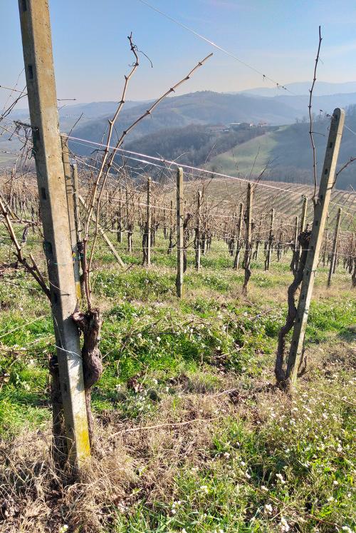 Vigneto nell'Oltrepò Pavese in una giornata invernale di sole  prima della potatura