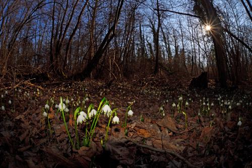 Fotografia del bosco del Parco del Ticino in primo piano dei fiori bianchi illuminati dalla luce sullo sfondo delle piante illuminate dal sole