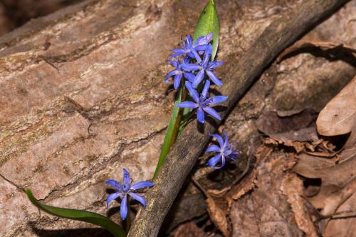 Fotografia di fiori viola spontanei cresciuti tra dei rami nel Parco del Ticino