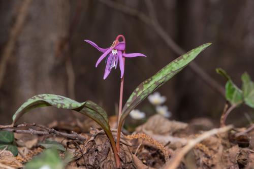 Fotografia di un fiore nel sottobosco del Parco del Ticino