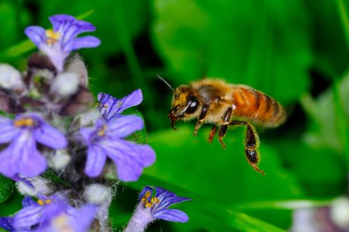 Fotografia di una ape che si sta appoggiando su di un fiore lilla
