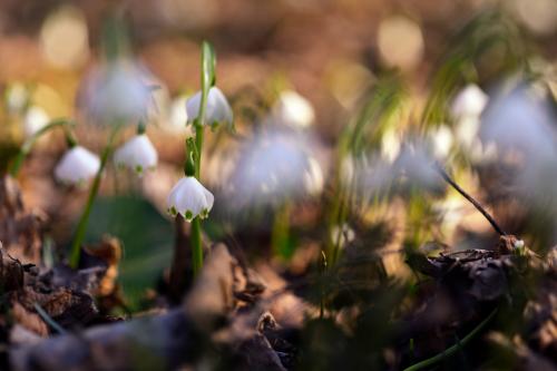 Fotografia macro di fiori bianchi nel sotto bosco del Parco del Ticino