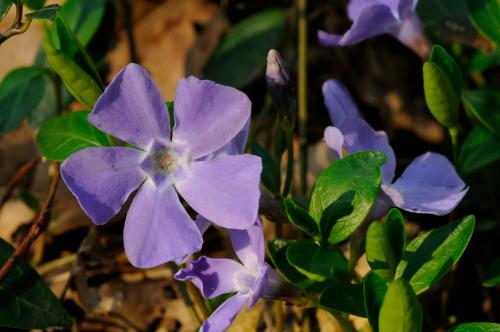 Macro fotografia di fiori lilla con foglie verdi nel Parco del Ticino
