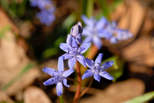 Macro fotografia di fiori lilla nel sottobosco del Parco del Ticino in Lombardia