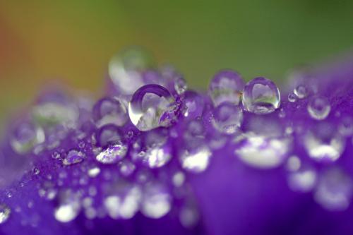 Macro fotografia di gocce di acqua su un fiore viola.jpg