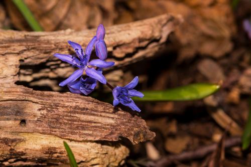 Macro fotografia di un fiore lilla tra dei rami nel sottobosco del Parco del Ticino