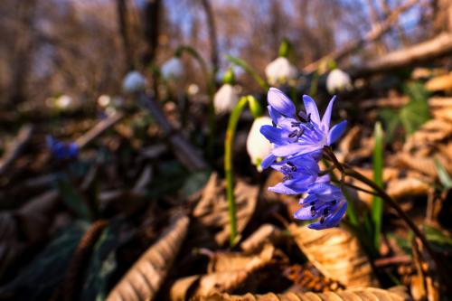 Particolare di un fiore lilla nel sottobosco del Parco del Ticino